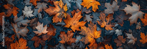 Full maple leaves in flat lay photography. First Day of Fall Concept. Leaves pattern © Mentari