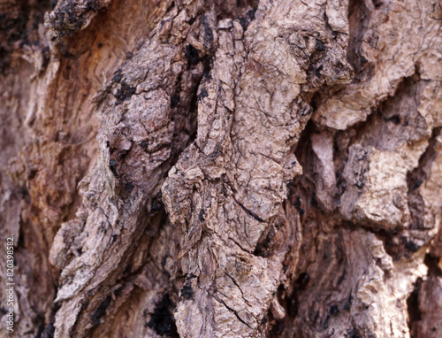 tree trunk texture, bark pattern © mansum008