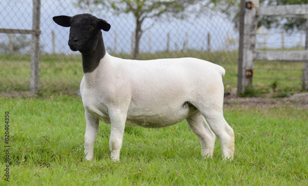 Female dorper sheep very awarded in Brazil. The Dorper is a breed developed in South Africa Female dorper sheep very awarded in Brazil. The Dorper is a breed developed in South Africa