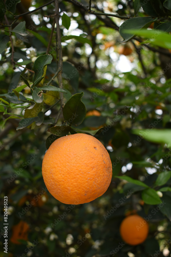 ripe oranges on tree, close-up of a beautiful orange tree with orange, fruit hanging on a tree, Close-up of ripe oranges hanging on a tree in an orange plantation garden, Chakwal, Punjab, Pakistan ripe oranges on tree, close-up of a beautiful orange tree with orange, fruit hanging on a tree, Close-up of ripe oranges hanging on a tree in an orange plantation garden, Chakwal, Punjab, Pakistan