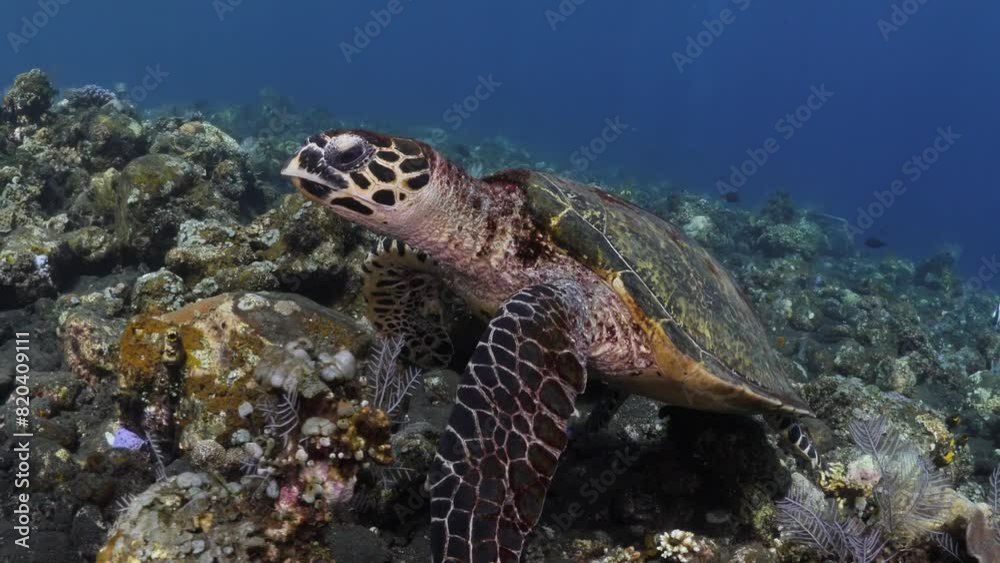 Hawksbill Sea Turtle - Eretmochelys imbricata is looking for food at a coral reef. Sea life of Tulamben, Bali, Indonesia. Hawksbill Sea Turtle - Eretmochelys imbricata is looking for food at a coral reef. Sea life of Tulamben, Bali, Indonesia.