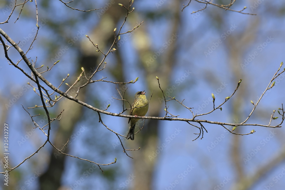 Black-faced Bunting singing on a branch Black-faced Bunting singing on a branch