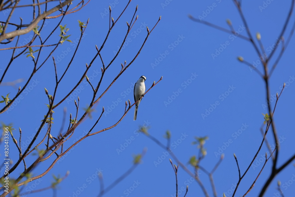 Ashy Minivet stopping on a branch Ashy Minivet stopping on a branch