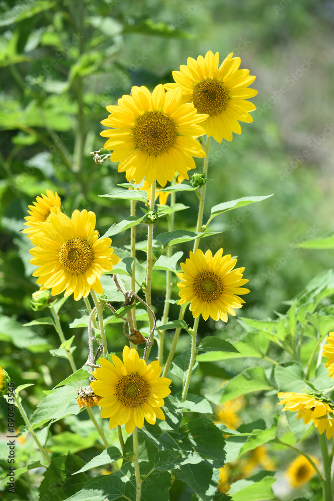 Closeup of a sunflower growing in a field of sunflowers during a nice sunny summer day, Sunflower natural background. flower blooming, Beautiful field of blooming sunflowers, Chakwal, Punjab, Pakistan Closeup of a sunflower growing in a field of sunflowers during a nice sunny summer day, Sunflower natural background. flower blooming, Beautiful field of blooming sunflowers, Chakwal, Punjab, Pakistan