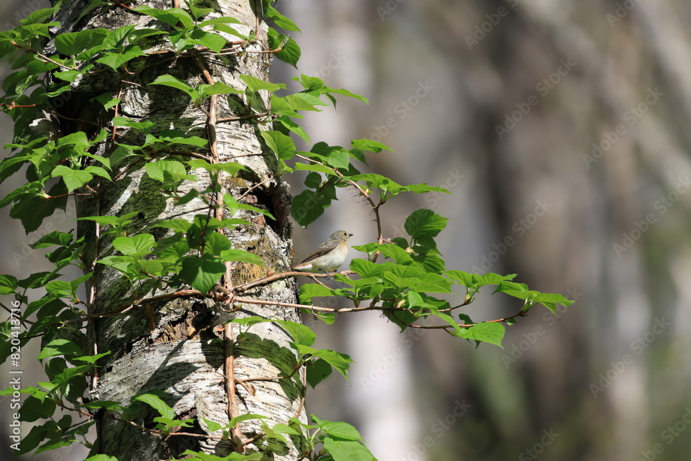 Narcissus Flycatcher stopping on ivy Narcissus Flycatcher stopping on ivy