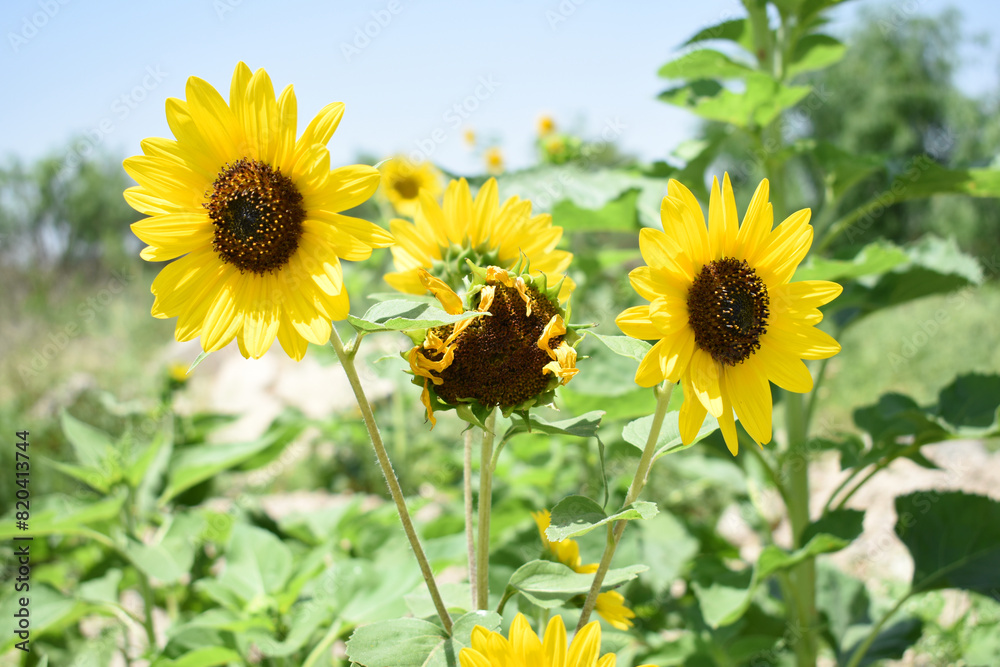 Obraz premium Closeup of a sunflower growing in a field of sunflowers during a nice sunny summer day, Sunflower natural background. flower blooming, Beautiful field of blooming sunflowers, Chakwal, Punjab, Pakistan