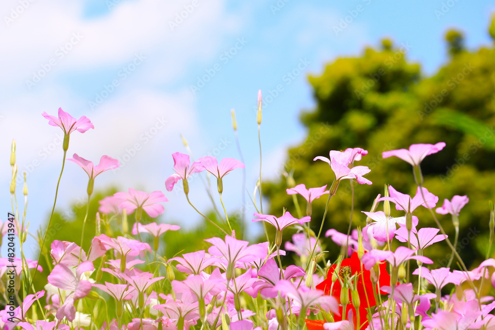 Fototapeta premium 初夏の花咲く風景