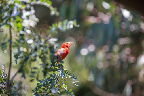Bright red songbird, the Hawaiian Honeycreeper bird also called the Scarlet Honeycreeper, perched on a tropical plant singing out, birdwatching in the Hosmer Grove of Haleakalā National Park, Maui, Ha