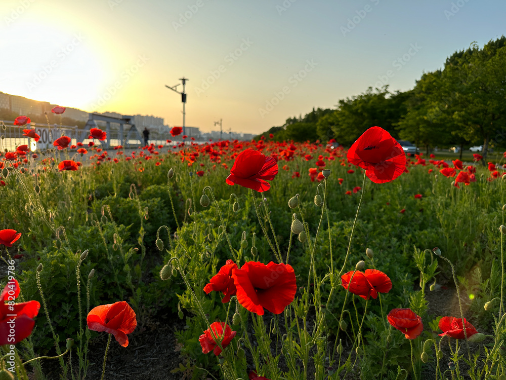 Obraz premium 노을진 양귀비꽃밭