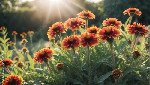 closeup of gaillardia flowers on garden with sunshine rays from Generative AI