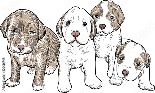 Vintage hand drawn sketch of four sit labradoodle pupies