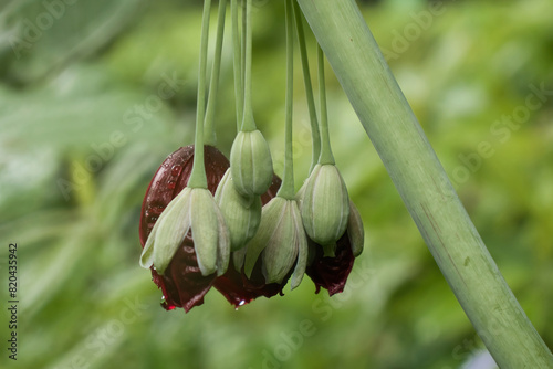 Podophyllum pleianthum, Chinese mayapple, growing in the Hermannshof Gardens in Weinheim, Germany. photo