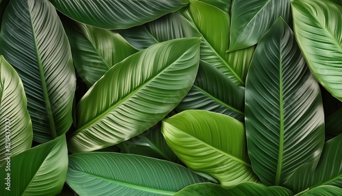 Tropical Green Leaves Close-Up Photography