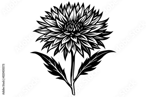 cornflower vector silhouette illustration