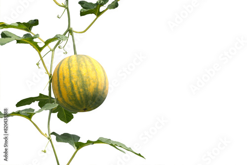 Close-up view of yellow watermelon fruit growing isolated on transparent background png file.