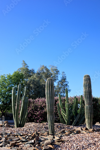 Columnar Saguaro and Cereus cacti along with gravel and river rocks in Arizona desert style city street xeriscaping, backlit shot