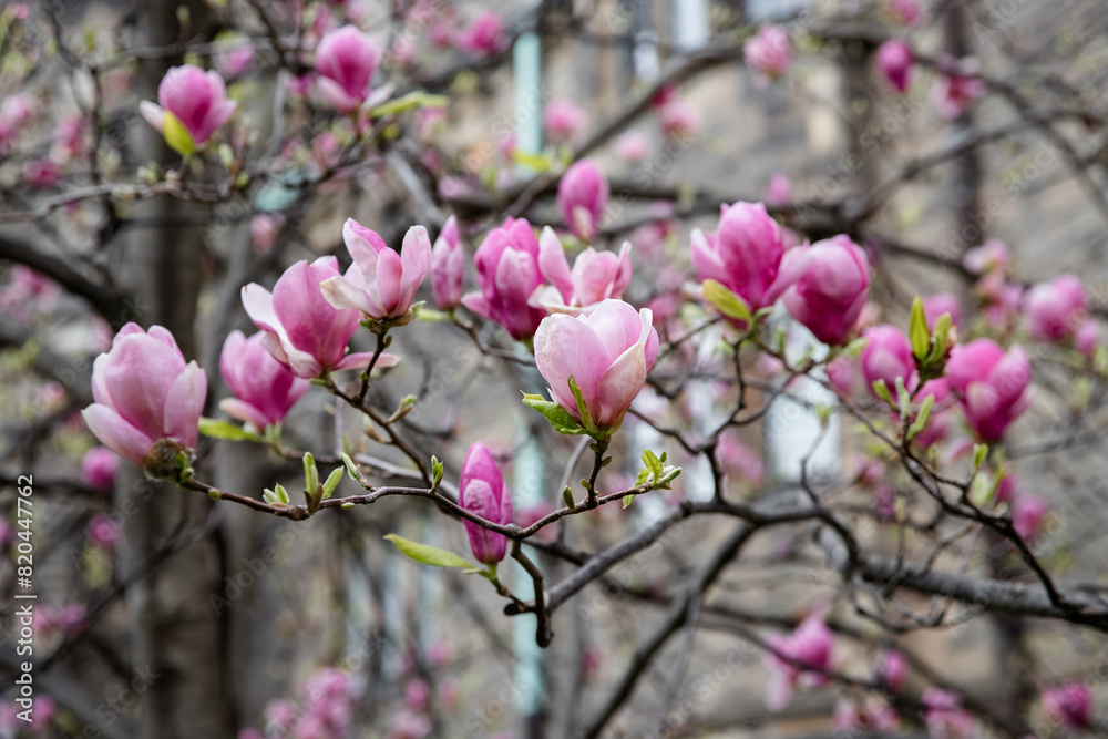 Beautiful magnolia tree blossoms in springtime, selective focus. Toronto, Canada. Beautiful magnolia tree blossoms in springtime, selective focus. Toronto, Canada.