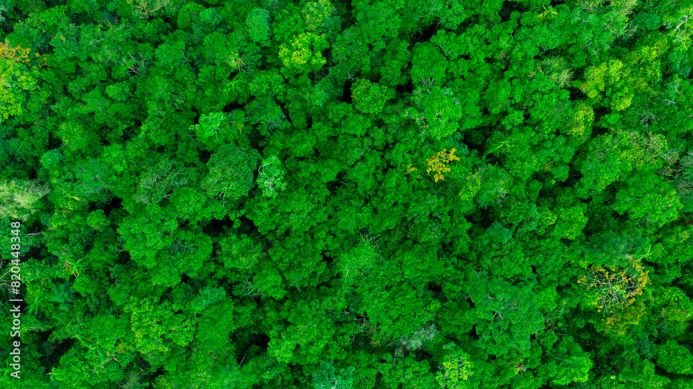 Obraz premium aerial view of dark green forest Abundant natural ecosystems of rainforest. Concept of nature forest preservation and reforestation