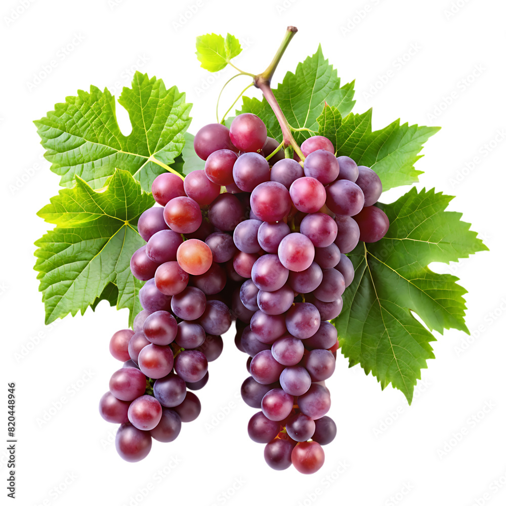 Fototapeta premium grapevines transparent background