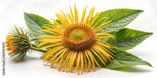 elecampane with leaves on a white background, close-up, with leaves, wildflower photo