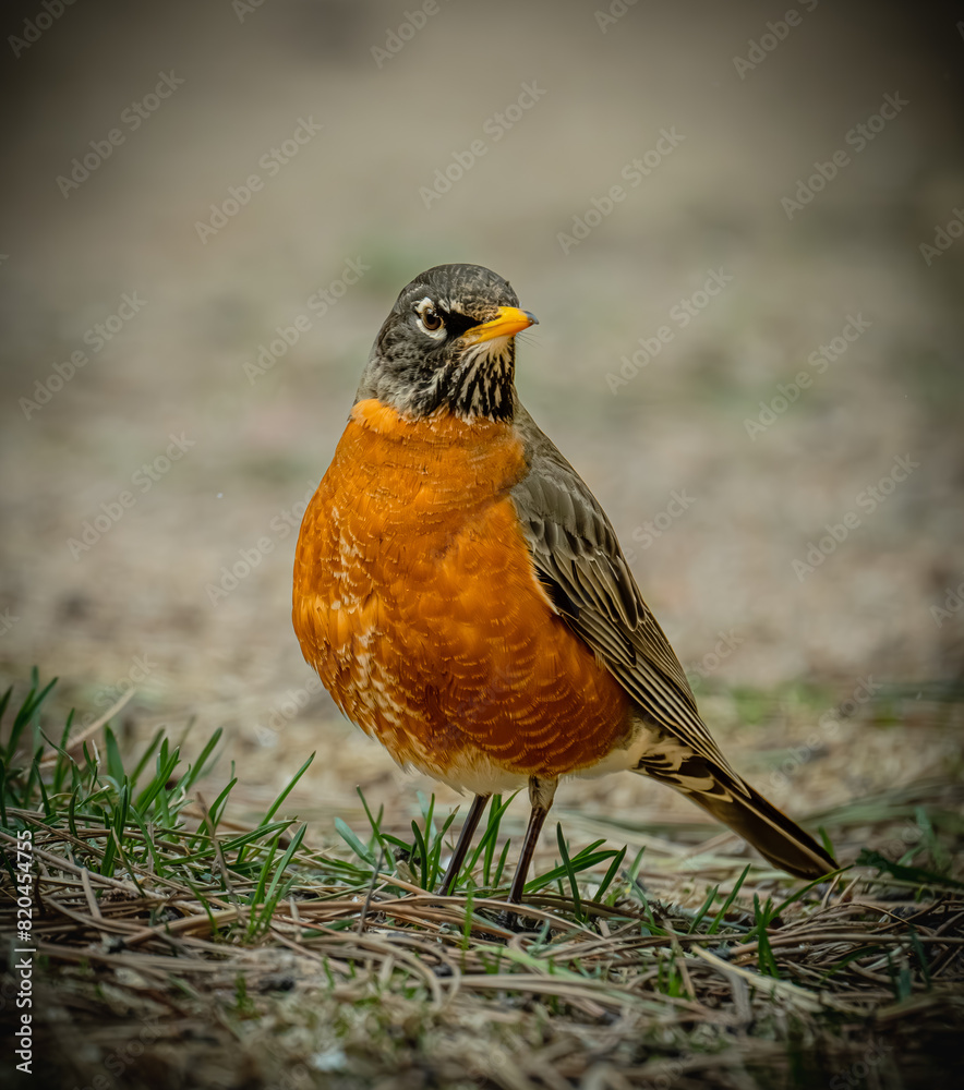 robin on the grass