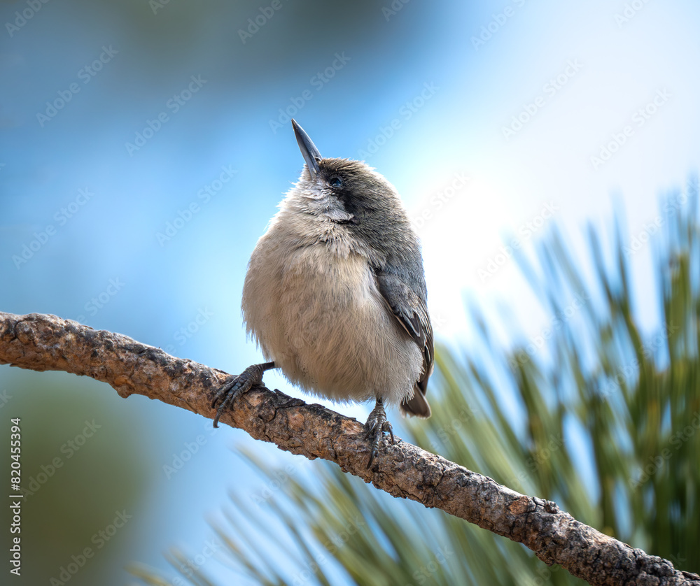 Fototapeta premium pygmy nuthatch spotted