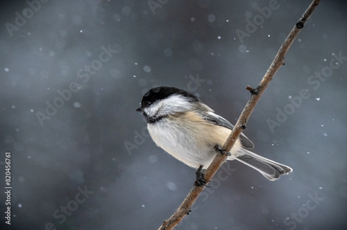 black capped mountain chickadee