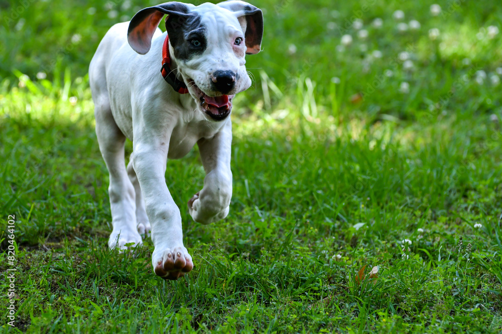 Great Dane Puppy, Blue Piebald Great Dane Puppy, Blue Piebald