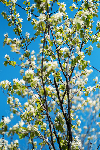 Spring blossoms against blue clear sky.
