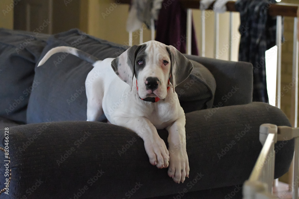 Great Dane Puppy, Blue Piebald Great Dane Puppy, Blue Piebald