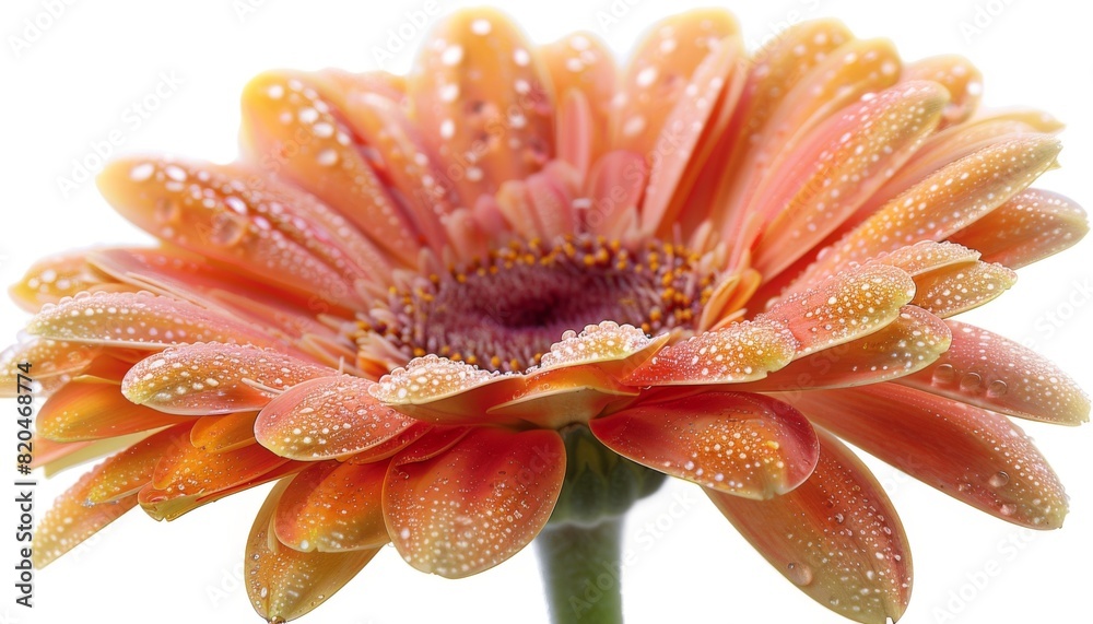 Gerbera Daisy Close-Up, Take a macro shot of a single Gerbera daisy, focusing on its intricate details, such as the delicate petals, vibrant colors, and unique patterns Gerbera Daisy Close-Up, Take a macro shot of a single Gerbera daisy, focusing on its intricate details, such as the delicate petals, vibrant colors, and unique patterns