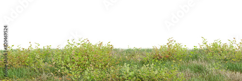 Green grass on transparent background 3d rendering