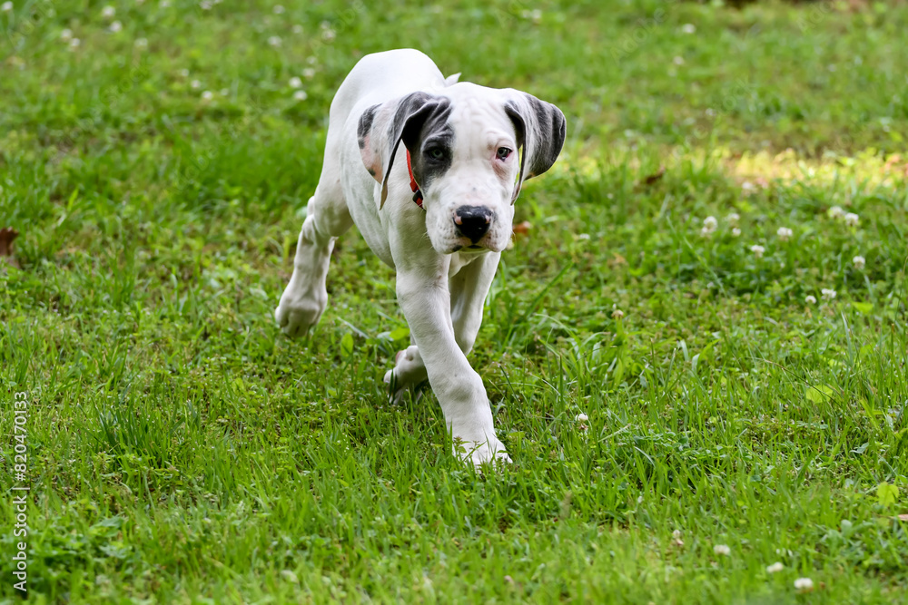 Great Dane Puppy, Blue Piebald Great Dane Puppy, Blue Piebald