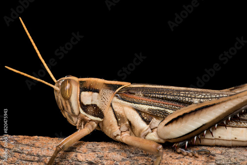 Bilde på lerret Large brown locus resting on small tree branch after  feeding