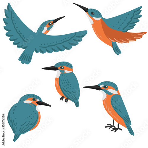 vector drawing birds, hand drawn kingfisher, Alcedo atthis, isolated nature design element