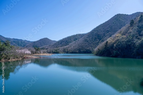 青空バックに見る満開の桜に囲まれた大野ダムの情景