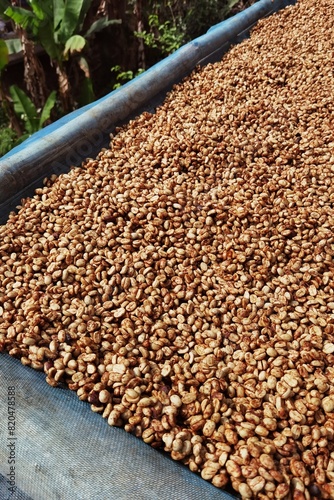 Close up of coffee beans drying in the sun           