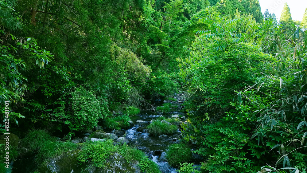 Obraz premium 渓流の風景