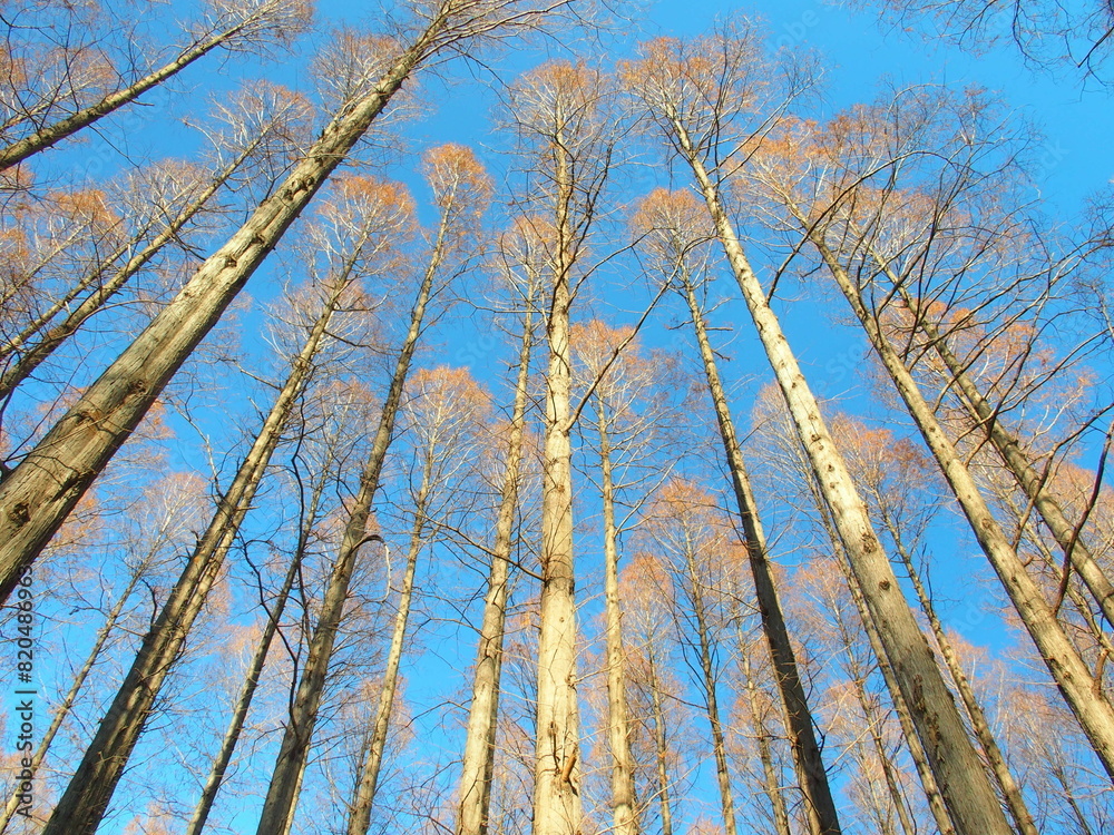 Fototapeta premium 冬の水元公園のメタセコイアと青空