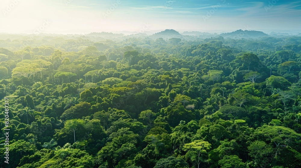 A lush green forest canopy against a clear blue sky A lush green forest canopy against a clear blue sky
