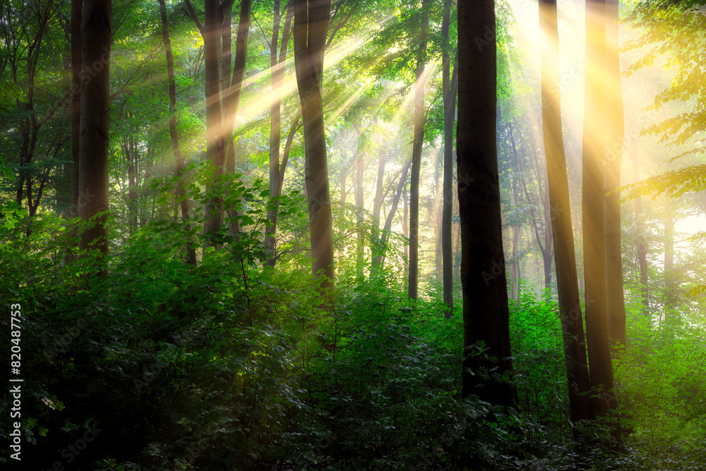 Obraz premium Sunny morning in the forest