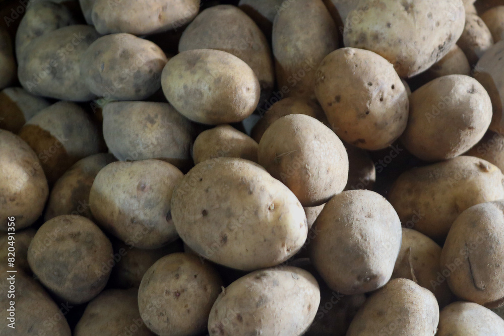 a collection of many freshly harvested organic potatoes. Agricultural background texture a collection of many freshly harvested organic potatoes. Agricultural background texture
