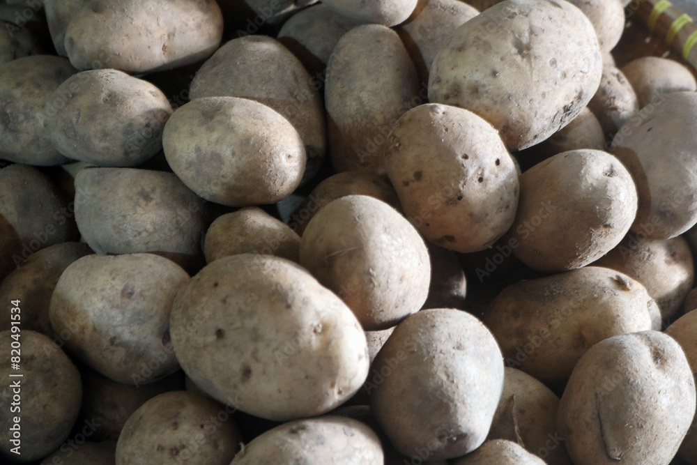 a collection of many freshly harvested organic potatoes. Agricultural background texture a collection of many freshly harvested organic potatoes. Agricultural background texture