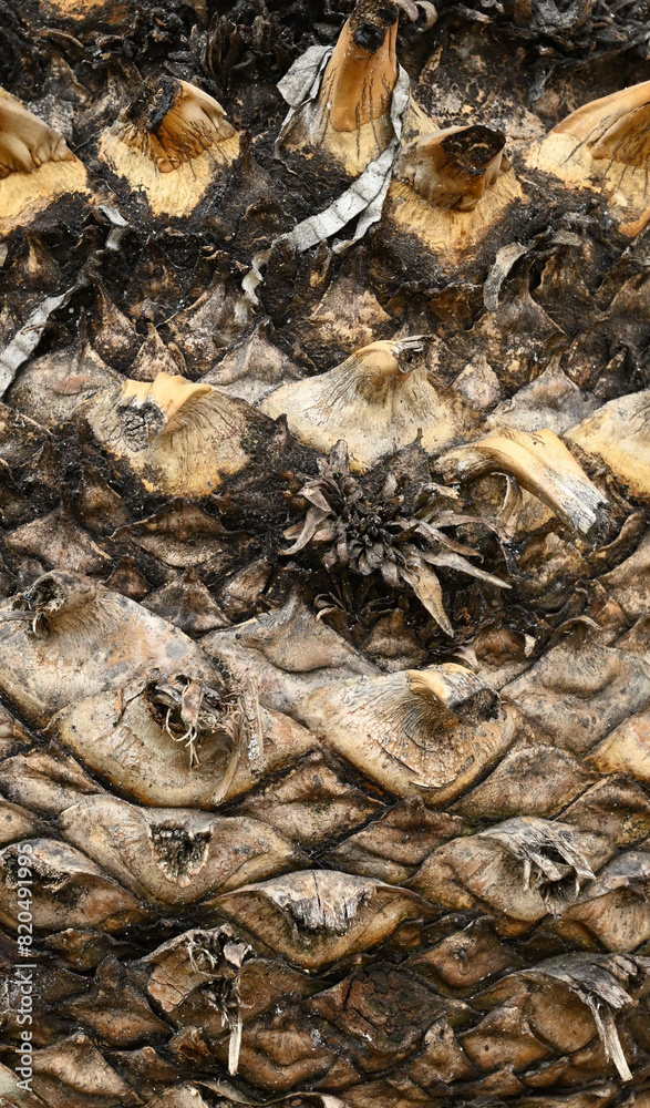 Beautiful details of the bark of encephalartos lehmannii Beautiful details of the bark of encephalartos lehmannii