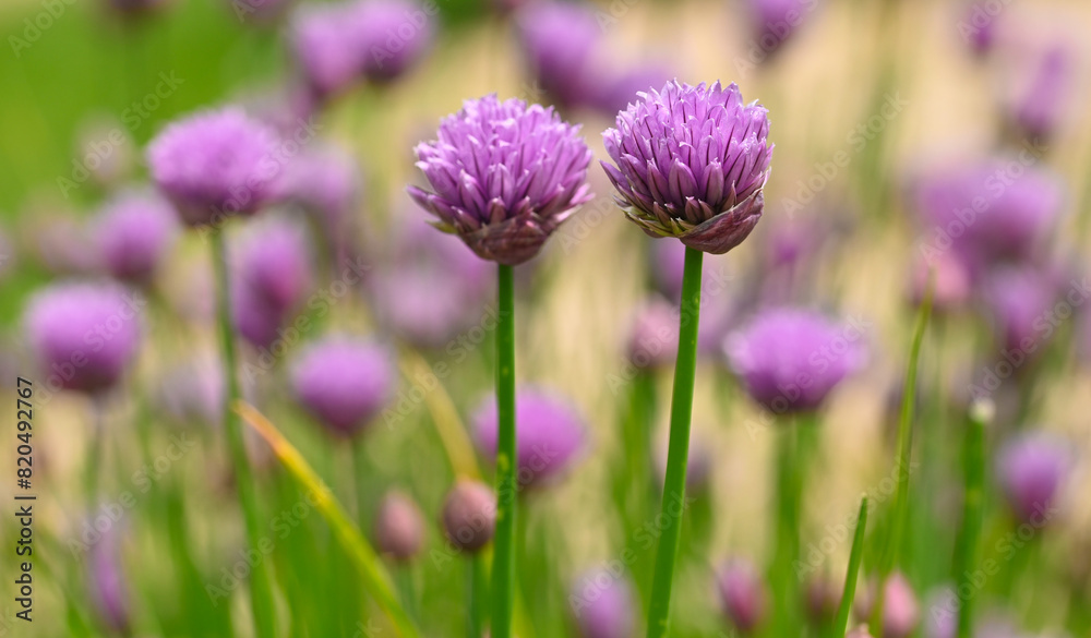 Beautiful close-up of allium schoenoprasum Beautiful close-up of allium schoenoprasum