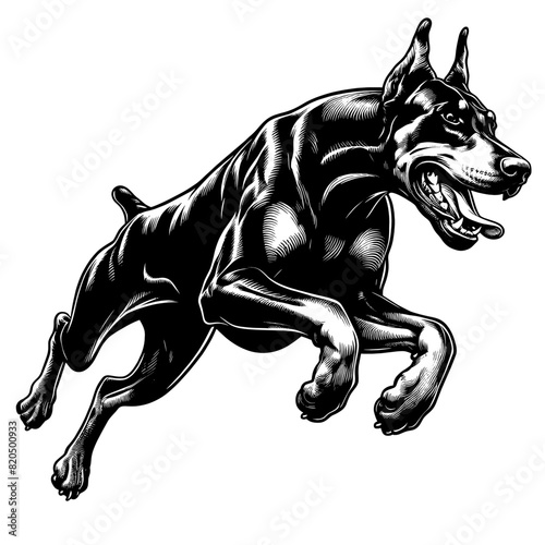 Hand drawn illustration of fierce doberman dog, vector sketch isolated on transparent background.