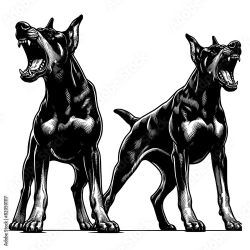 Hand drawn illustration of fierce doberman dog, vector sketch isolated on transparent background.