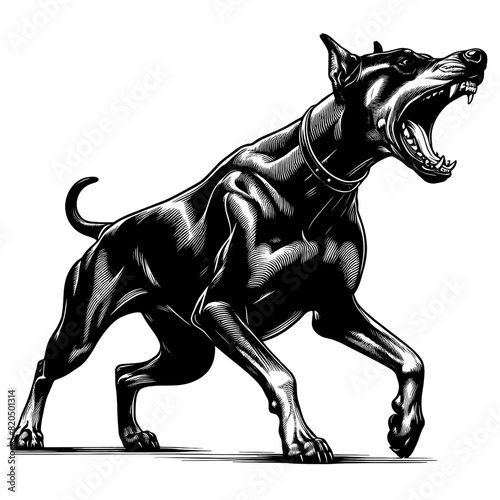 Hand drawn illustration of fierce doberman dog, vector sketch isolated on transparent background.