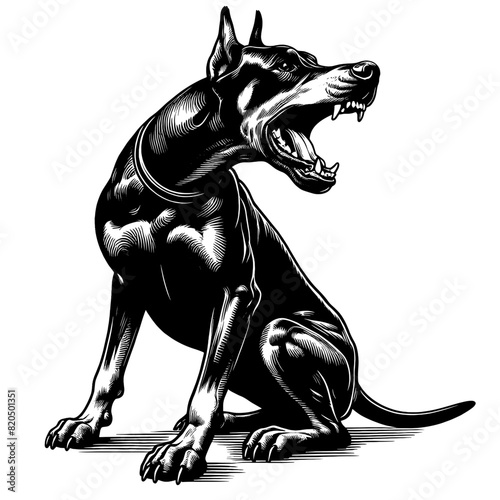 Hand drawn illustration of fierce doberman dog, vector sketch isolated on transparent background.