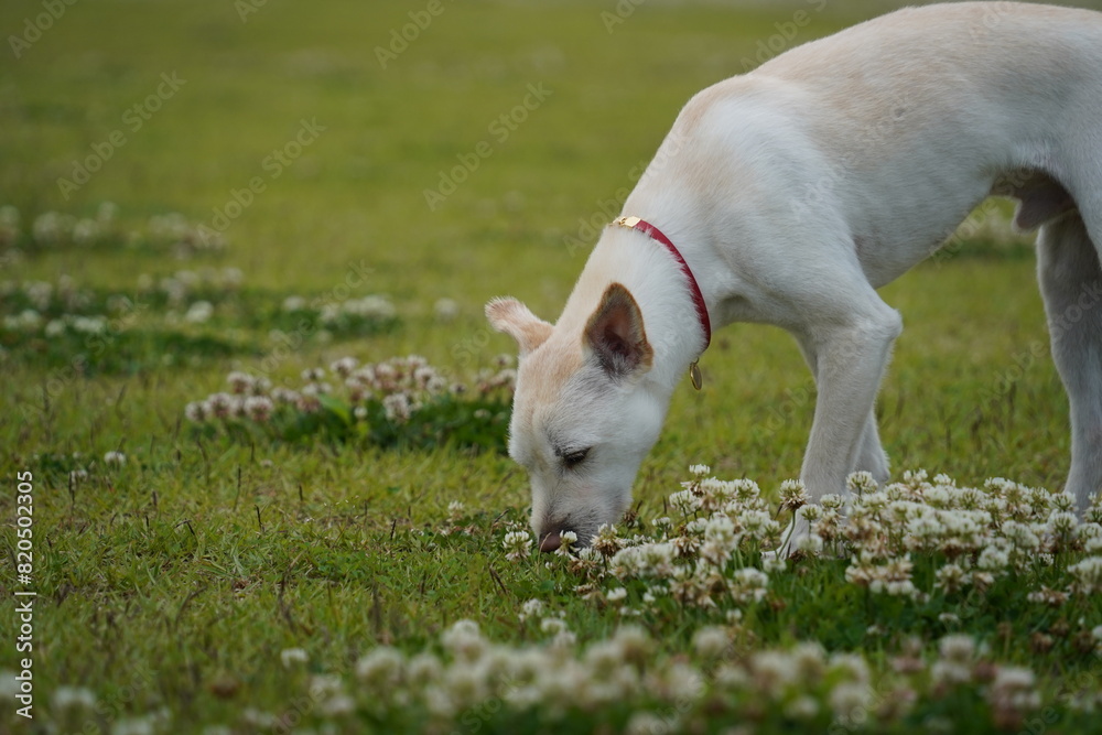 A white dog with a collar is sniffing grass A white dog with a collar is sniffing grass